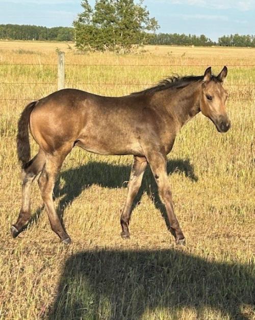 #01 Name Pending - 12 May 25, AQHA, Buckskin, Colt (Robins Cooke) X (One Misty Spinner)